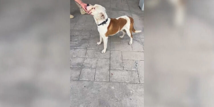 Rescatan a perro maltratado en Riberas de Sacramento