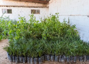 Llegan más de 8 mil árboles para reforestar Meoqui