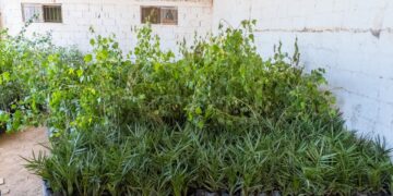 Llegan más de 8 mil árboles para reforestar Meoqui