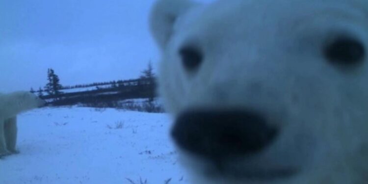 Cámaras ocultas revelan la vida secreta de la fauna