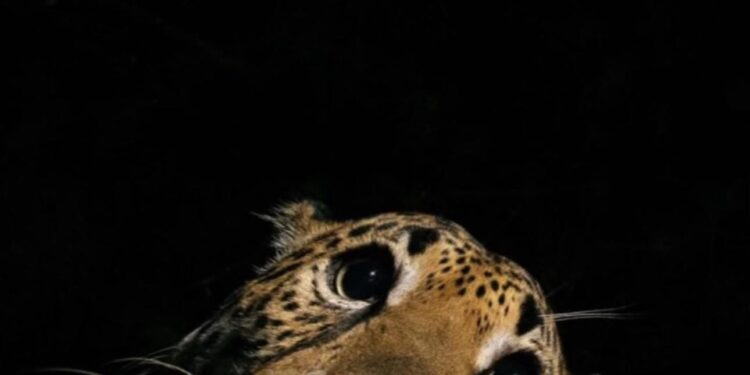 Cámaras ocultas revelan la vida secreta de la fauna