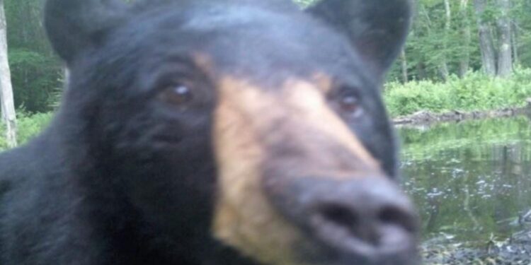 Cámaras ocultas revelan la vida secreta de la fauna