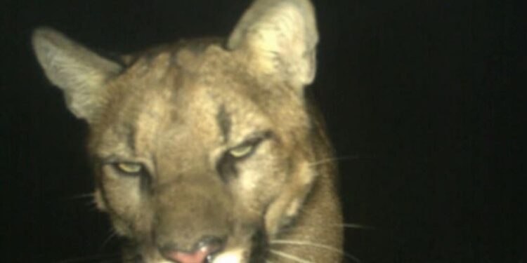 Cámaras ocultas revelan la vida secreta de la fauna