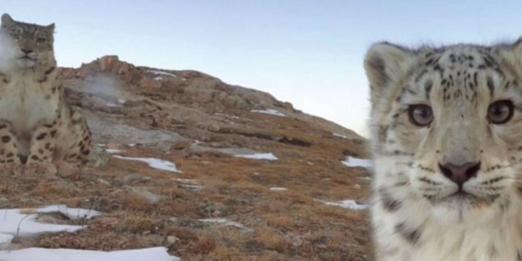 Cámaras ocultas revelan la vida secreta de la fauna
