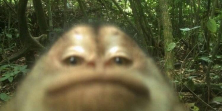 Cámaras ocultas revelan la vida secreta de la fauna