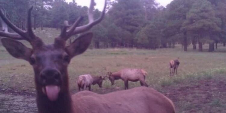 Cámaras ocultas revelan la vida secreta de la fauna