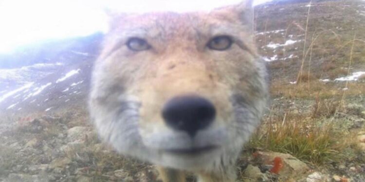 Cámaras ocultas revelan la vida secreta de la fauna