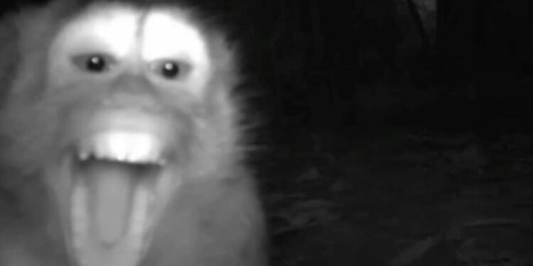 Cámaras ocultas revelan la vida secreta de la fauna