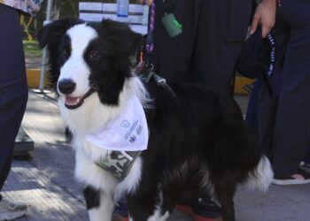 Invitan a identificar y denunciar el maltrato animal