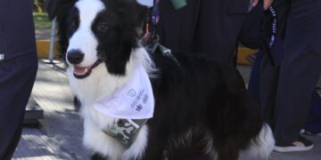 Invitan a identificar y denunciar el maltrato animal