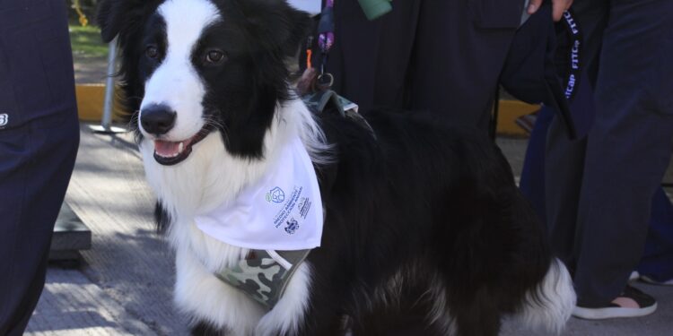 Invitan a identificar y denunciar el maltrato animal