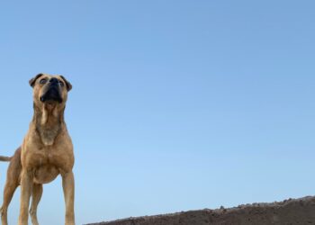 ¿Tener a tu perro en la azotea es maltrato?