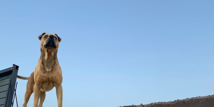 ¿Tener a tu perro en la azotea es maltrato?