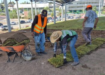 Renueva césped en el Parque El Palomar 