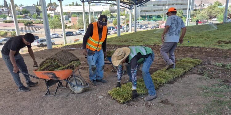 Renueva césped en el Parque El Palomar 