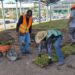 Renueva césped en el Parque El Palomar 