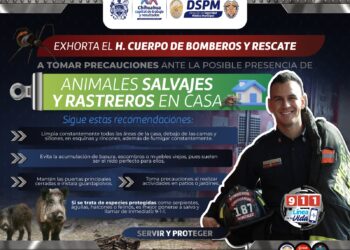 Precauciones con animales silvestres y rastreros que llegan con lluvias