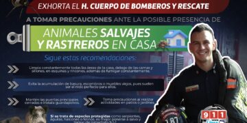 Precauciones con animales silvestres y rastreros que llegan con lluvias