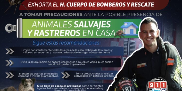 Precauciones con animales silvestres y rastreros que llegan con lluvias