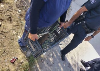 Abandonan a perrita y sus cachorros en casa deshabitada