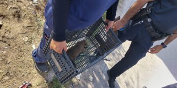 Abandonan a perrita y sus cachorros en casa deshabitada