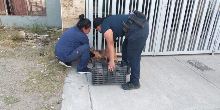 Abandonan a perrita y sus cachorros en casa deshabitada