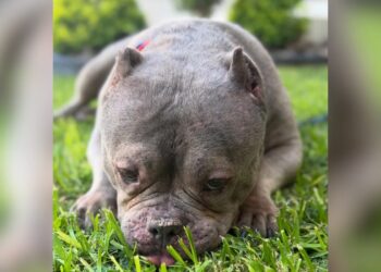 Detectan sarna en perros rescatados de criadero clandestino