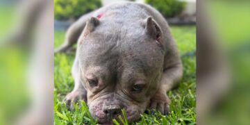 Detectan sarna en perros rescatados de criadero clandestino