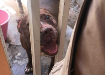 Se atendió caso de perros pitbull que lesionaron a otros caninos