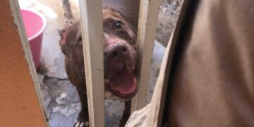 Se atendió caso de perros pitbull que lesionaron a otros caninos