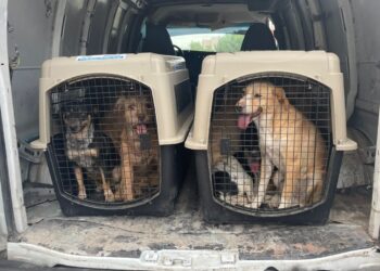 Rescatan a nueve perros en estado de abandono en Riberas del Valle