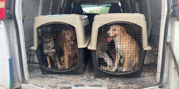 Rescatan a nueve perros en estado de abandono en Riberas del Valle