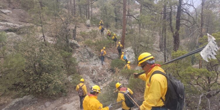 Sin incendios forestales activos este domingo 22 de junio