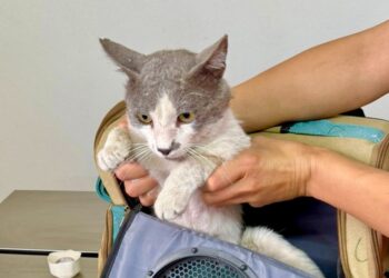 Esterilizarán mascotas en el CDEFAM El Porvenir