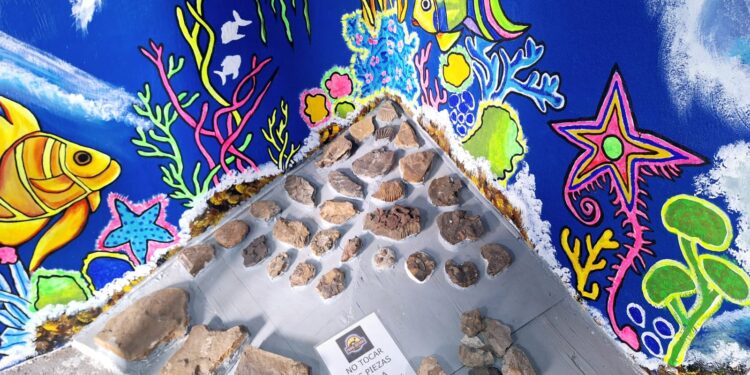 Museo Favela: un viaje al pasado entre fósiles y cultura