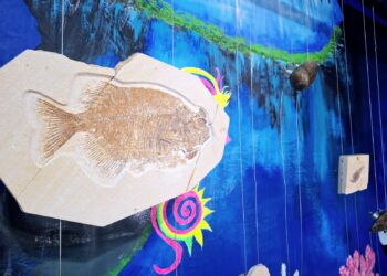 Museo Favela: un viaje al pasado entre fósiles y cultura