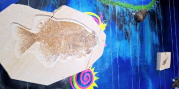 Museo Favela: un viaje al pasado entre fósiles y cultura