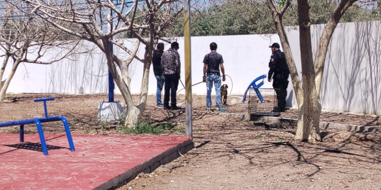 Abandonan a perro encadenado en una plaza de Delicias