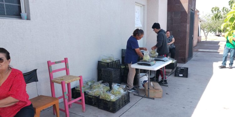 María Delgado ofrece su cosecha de uva blanca sin semilla en Delicias
