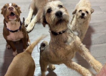 El Álamo de Zazú donará más de 100 mil pesos para atención a perros callejeros