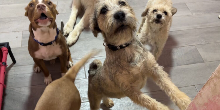 El Álamo de Zazú donará más de 100 mil pesos para atención a perros callejeros