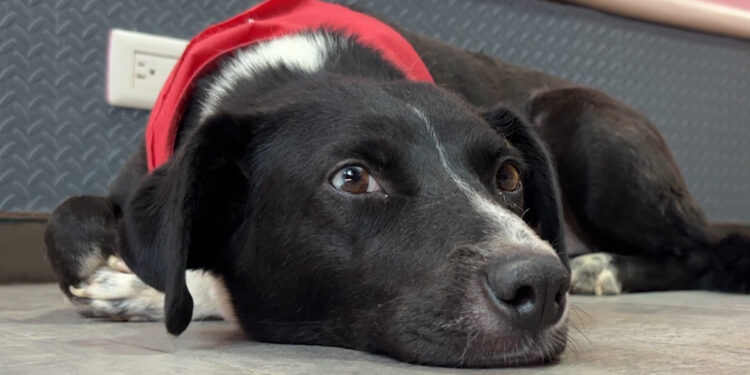 El Álamo de Zazú donará más de 100 mil pesos para atención a perros callejeros