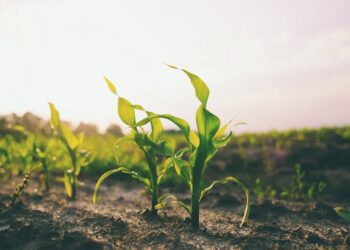 Llaman a cuidar el suelo y prevenir su deterioro