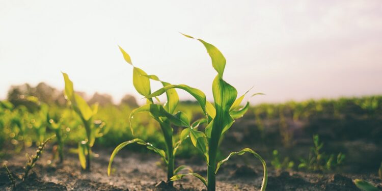 Llaman a cuidar el suelo y prevenir su deterioro