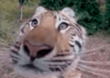 Cámaras ocultas revelan la vida secreta de la fauna