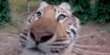 Cámaras ocultas revelan la vida secreta de la fauna