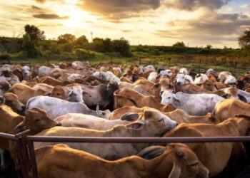 Reabren cruces para exportación de ganado en Chihuahua