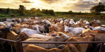 Reabren cruces para exportación de ganado en Chihuahua