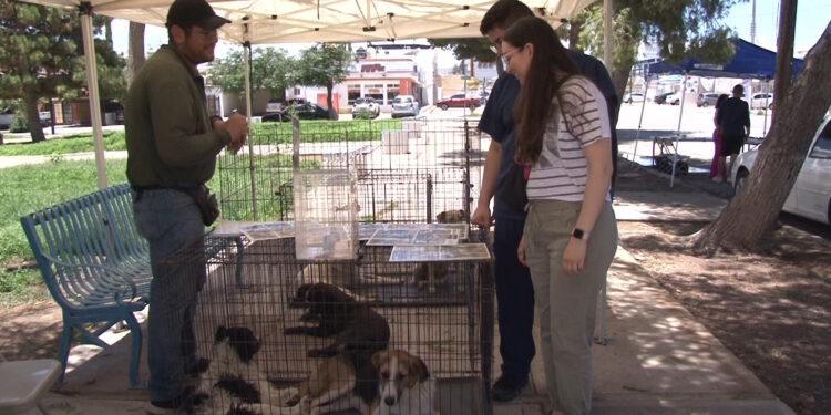 Adopta un amigo canino: “Isla Pet” en el Parque Glandorf