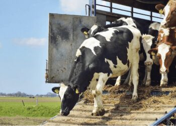 Frontera reabre tras 50 días de inactividad el cruce de ganado